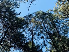 -北京西山国家森林公园