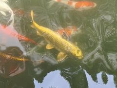 -羊楼洞
