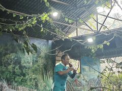 -野象谷景区