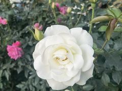 -人民公园(罗湖区)