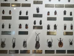 -上海昆虫博物馆