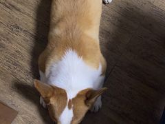 -宠福鑫康馨动物医院·骨科·眼科