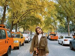 -三里屯东五街银杏大道