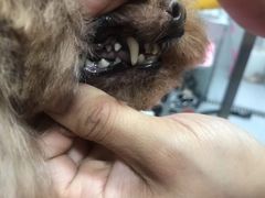 -宠福鑫康馨动物医院·骨科·眼科