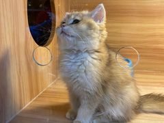 -猫十亿·布偶金渐层·曼基康矮脚猫舍(青年路店)