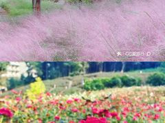 -洋湖国家湿地公园