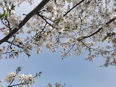 -顾村公园