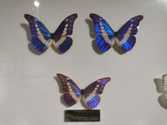 -上海昆虫博物馆