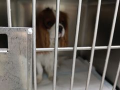 -达爱动物医院·犬猫分区·CT·复杂眼科(远洋山水分院)