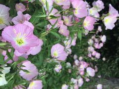 iphone_upload_pic-景山公园