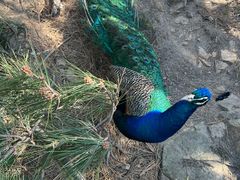 -西霞口神雕山野生动物世界