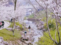 -羊山湖公园