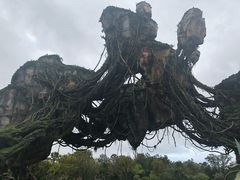 -奥兰多迪士尼动物王国乐园