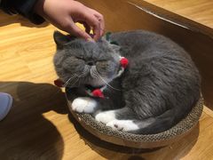 -啵啵喵·猫咖(攀华国际店)