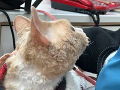 -瑞派蒂凯宠物医院·心脏科·口腔科·皮肤科