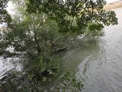 -大湾区中央湿地公园