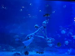 -烟台海昌鲸鲨海洋公园