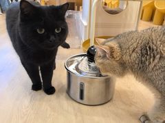 -有喵·猫咖·狗咖·30几只猫10只小狗(岗厦店)