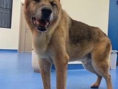 -爱诺耐芙动物医院(万博店)