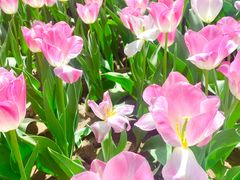 -洛阳郁金香牡丹园