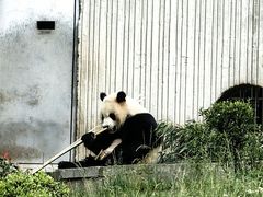 -卧龙中华大熊猫苑神树坪基地