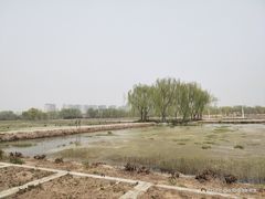 -大兴滨河森林公园