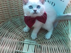 -喵zoo家庭繁育猫舍(尖东智能花园店)