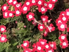 -盛世牡丹苑生态文化旅游区
