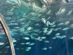 -上海海洋水族馆