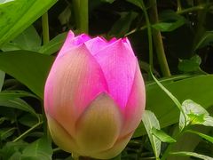 -荔湾湖公园