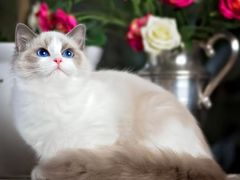 -小猫来了·猫舍(红山六九七九店)