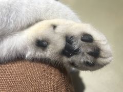 -藏猫猫咖啡主题馆(中央大道店)