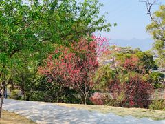 -金鸡山公园