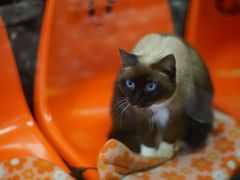 -猫咪博物馆(顶澳仔猫街店)