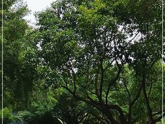 -金花茶公园