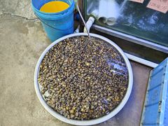 -八仔大富楼·河鲜(西江店)