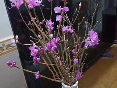 -昆山招商花园城