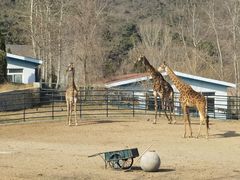 -大连森林动物园