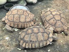 -南宫五洲植物乐园