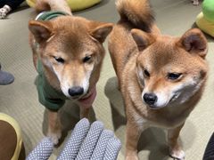 -逗柴咖啡屋·狗咖猫咖宠物桌游