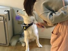 -Husky Go! 哈士奇体验馆·宠物咖啡厅狗咖