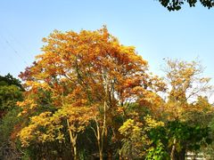 -上海共青森林公园