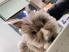 -瑞鹏宠物医院·微创内窥镜·骨外科·牙科(翠竹分院)