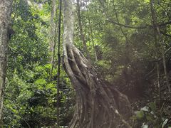 -西双版纳原始森林公园