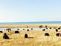 -青海湖国家重点风景名胜区