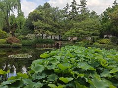 -秋霞圃