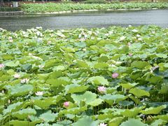 -荔湾湖公园