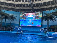 -海合安成都极地海洋公园