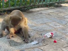 -黔灵山公园