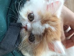 -猫的茶·猫咖